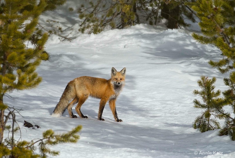 yellowstone fox - ID: 14837178 © Annie Katz