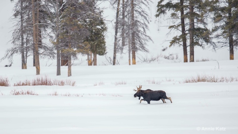 yellowstone moose - ID: 14837180 © Annie Katz