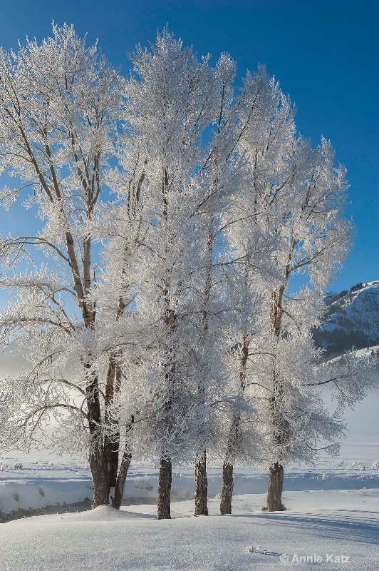 yellowstone snow covered trees - ID: 14837182 © Annie Katz