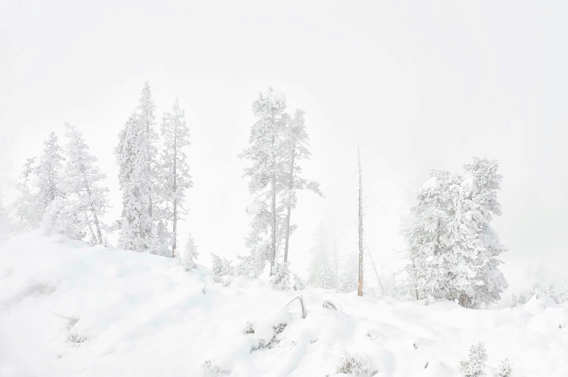 yellowstone winter - ID: 14837187 © Annie Katz