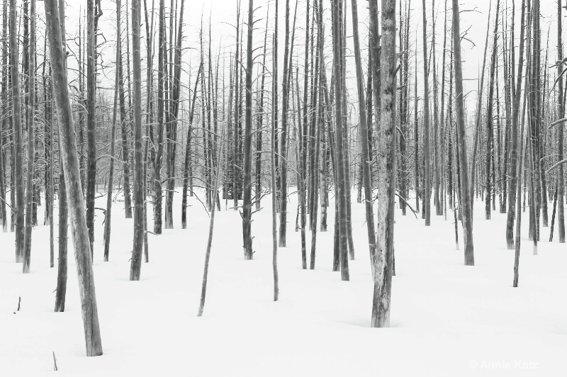 yellowstone woods - ID: 14837189 © Annie Katz