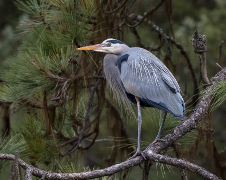 heron 2368