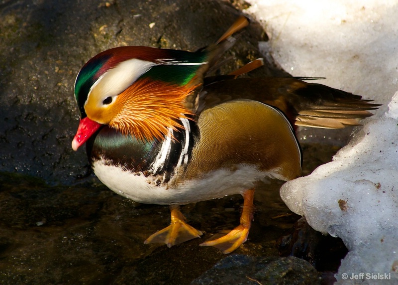 Water Is Cold!!   Mandarin Duck