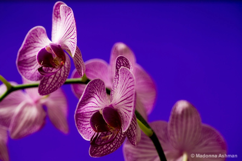 Mauve Beauties!!!!