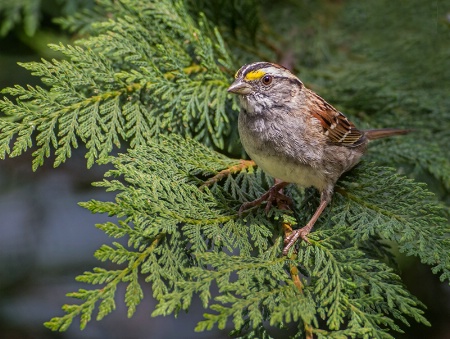 White Throated Sparrow    