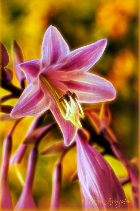 Hosta Flower