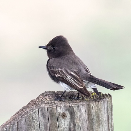 Bird On Post