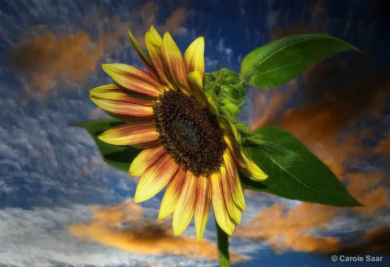 Sunflower in the morning