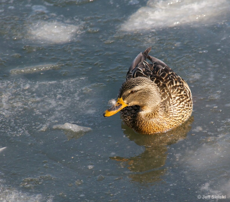 In Ice & My Nose Is Itchy!!  Mallard Duck