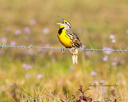 Singing Eastern Meadowlark