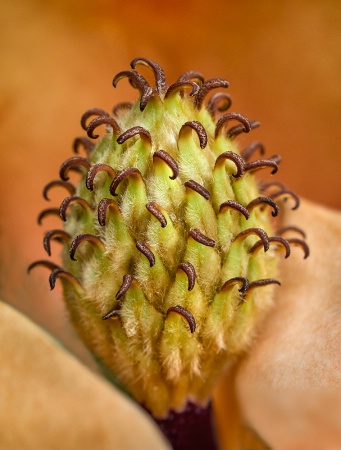 Magnolia Blossom Carpels  