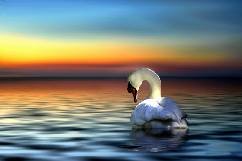 Grateful Swan