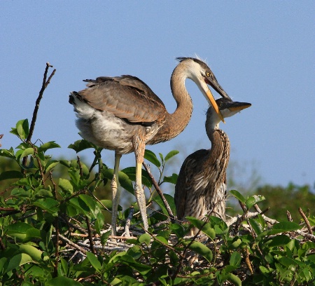 heron and chick