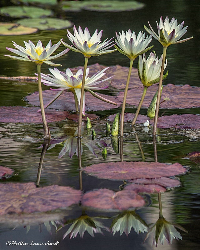 Harmonious Choir