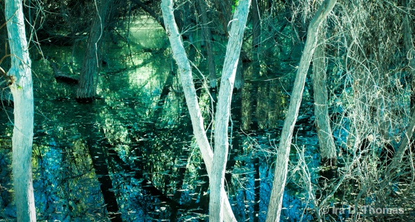 Crossed Trees   Hassayampa River Preserve, AZ
