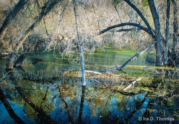 River Reflection   Hassayampa River Preserve, AZ  