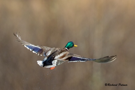 mallard 2535