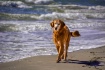 A walk on the Bea...