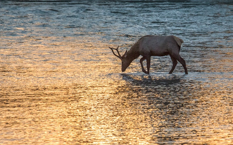 Dawn at the River   