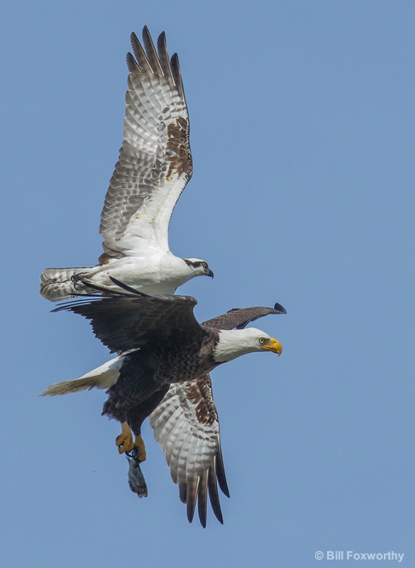 Eagle Osprey fight for Fish