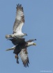 Eagle Osprey figh...
