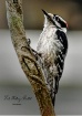 Woodpecker on Tre...