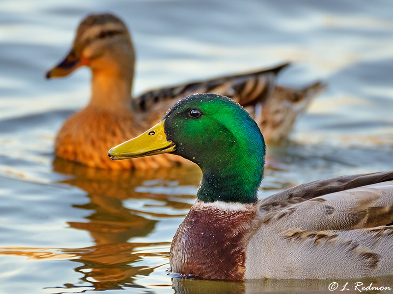 Mallard Portrait