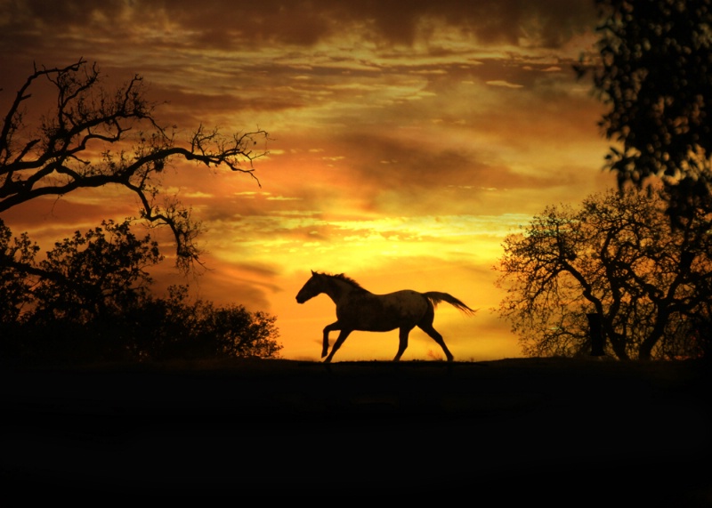 Appaloosa Sunset