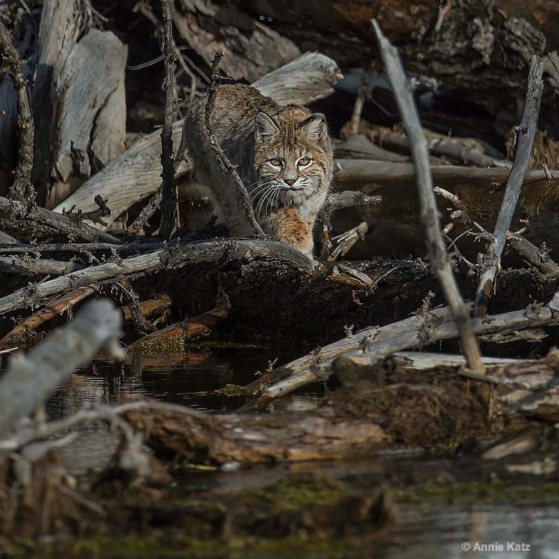 sneak attack - ID: 14839106 © Annie Katz