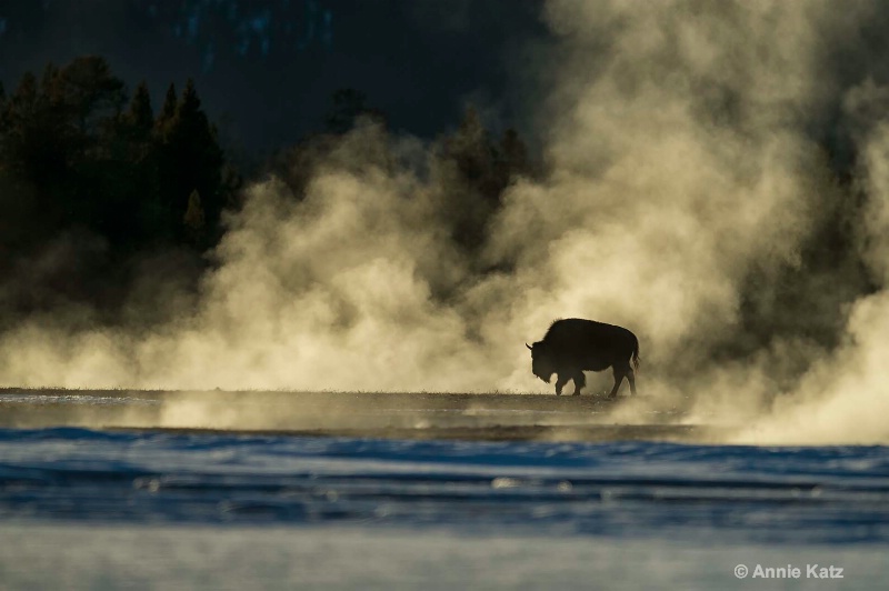 thermal bison - ID: 14839107 © Annie Katz