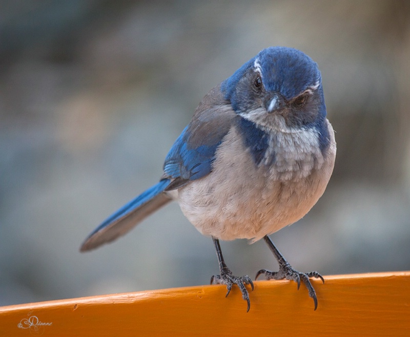 ~ Western Scrub Jay ~