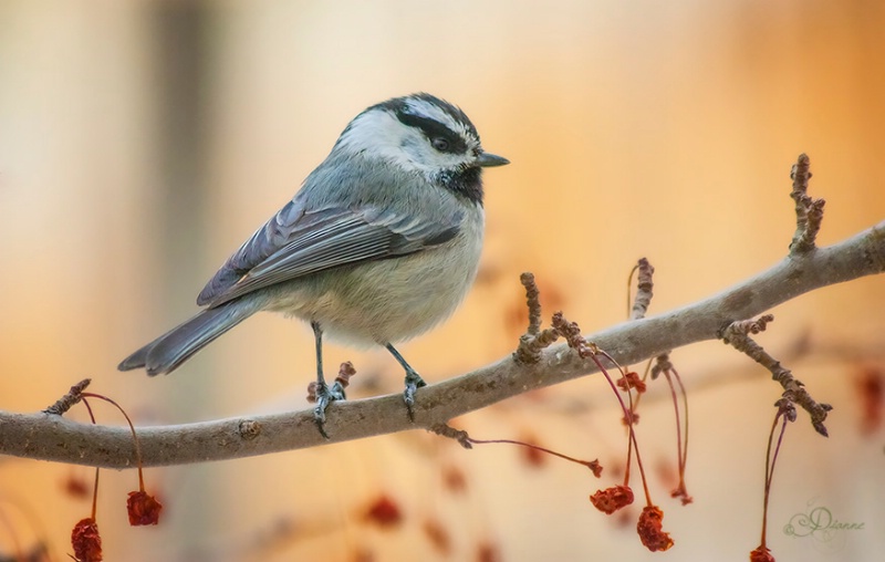 Mountain Chickadee