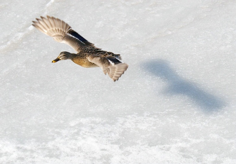My Shadow Following Me!Mallard Duck In Flight