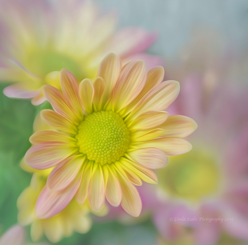 Garden Mums