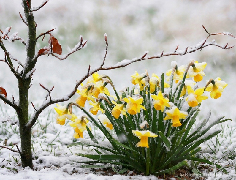 Daffodils In The Snow