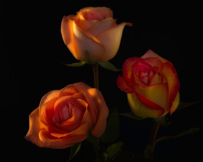 Three Roses at Midnight 5317