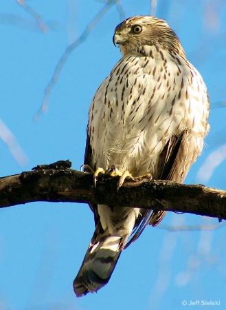 I'm Watching You!!!  Hawk Sitting In Tree 