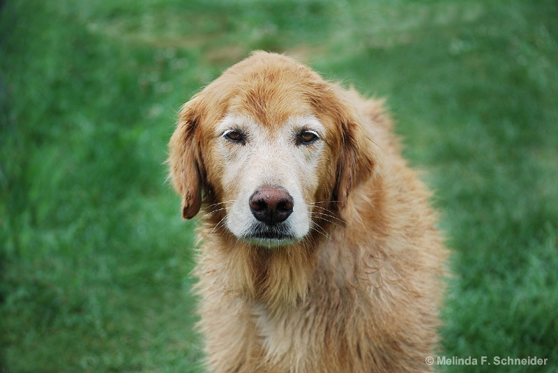 Golden Girl