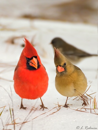 Cardinal Conversation