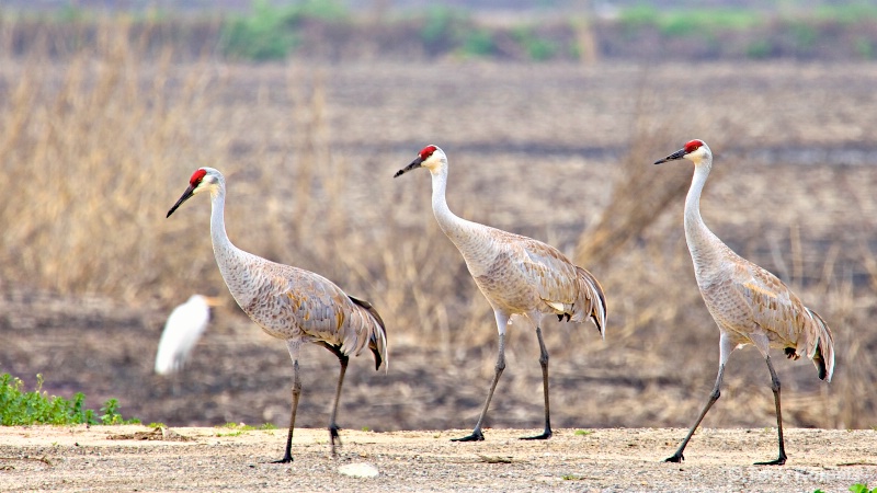 Why did the Sand Hill Cranes cross the road?