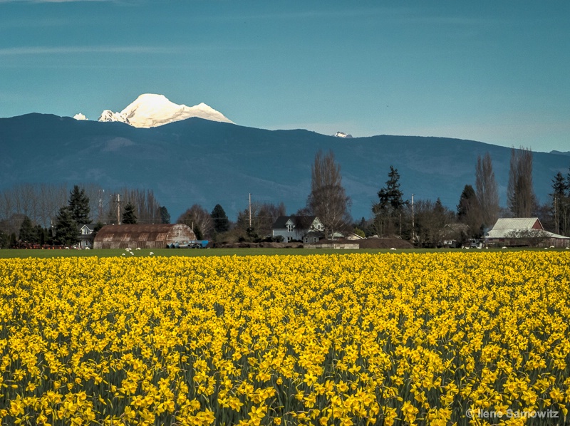 Mount Baker and Daffodils