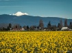 Mount Baker and D...
