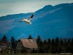 Skagit Snow Goose...