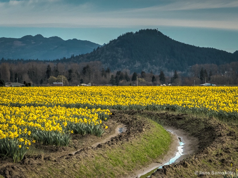 Spring in the Daffodil Field