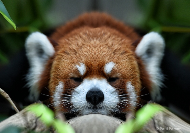 Red Panda Resting - ID: 14840056 © paul parent