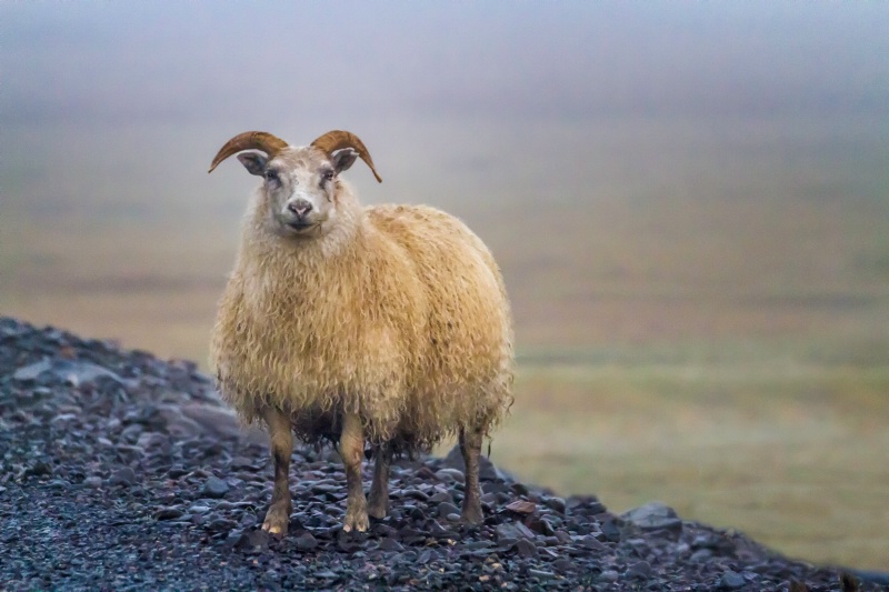 Sheep 7261 - ID: 14840105 © Karen Celella