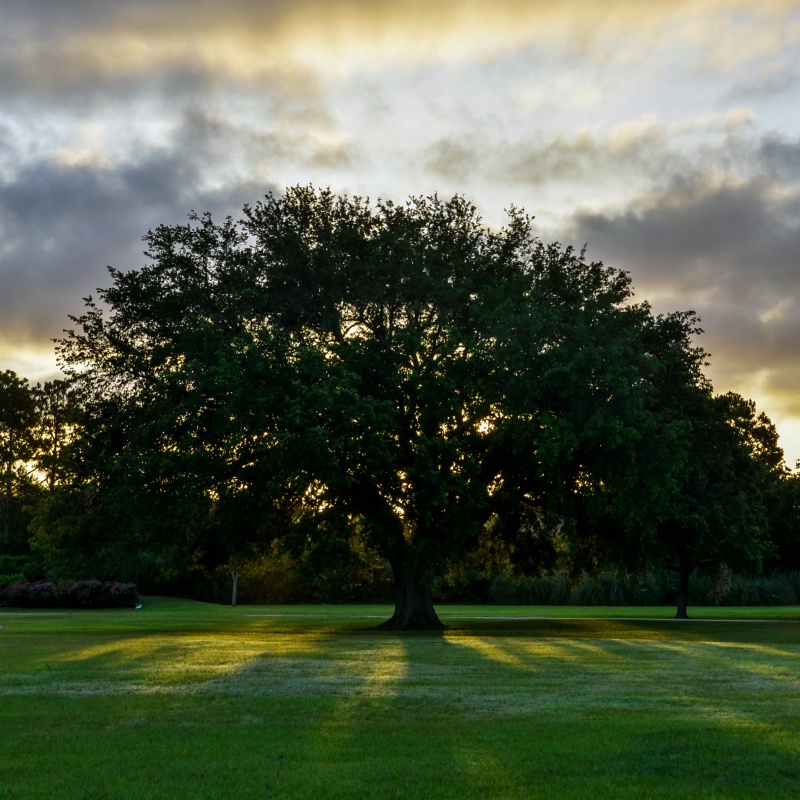 Old Oak