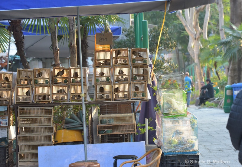 the bird market, Hongkong - ID: 14840162 © Sibylle G. Mattern