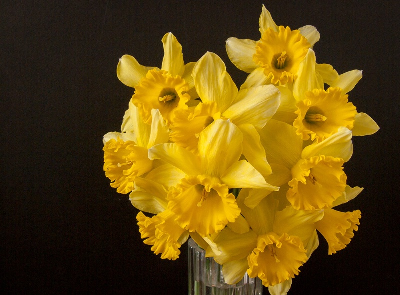 Garden daffodils