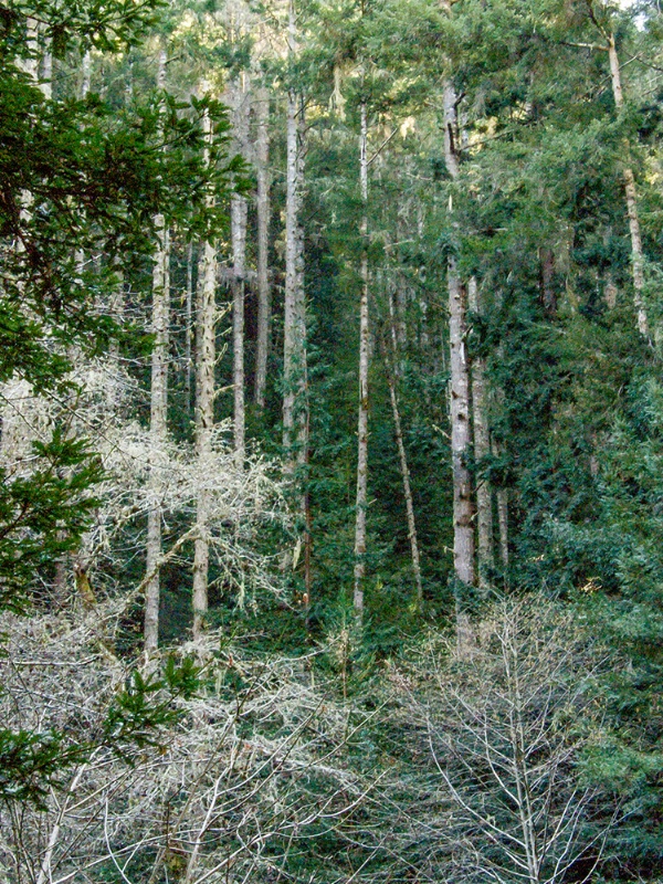 Purisima Creek OSP - forest